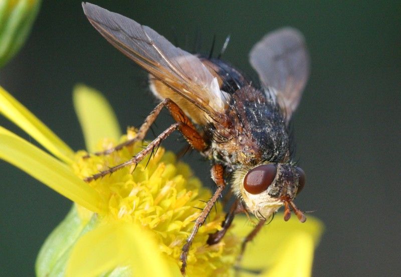 Tachinidae: Tachina fera